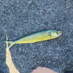 シイラの釣果