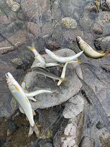 アユの釣果