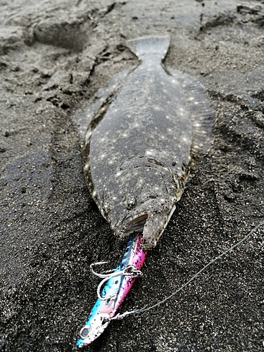 ソゲの釣果