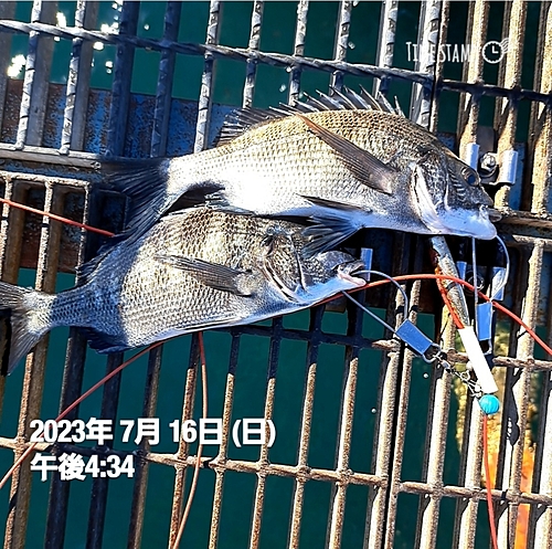 チヌの釣果