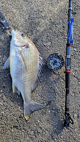 キチヌの釣果