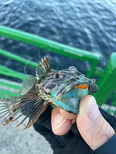 アナハゼの釣果