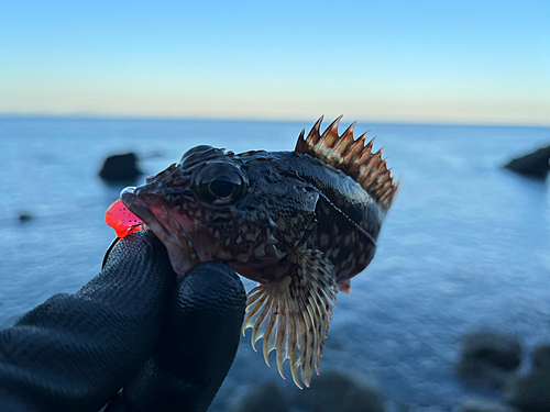 カサゴの釣果