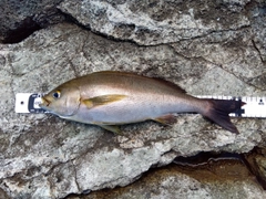 イサキの釣果