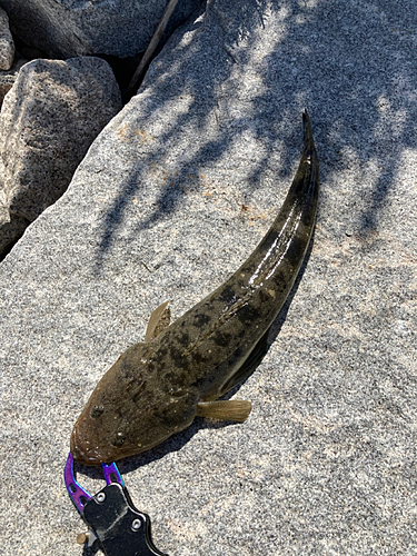 マゴチの釣果