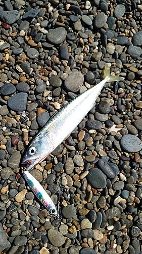 サバの釣果