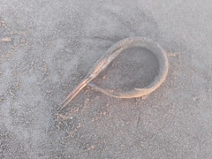 ダツの釣果
