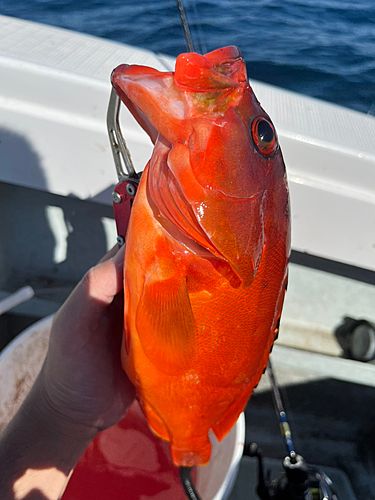 アカハタの釣果