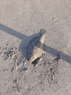 ソゲの釣果