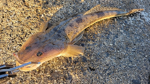 マゴチの釣果