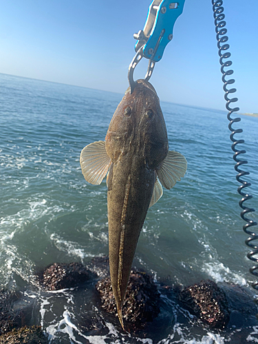 マゴチの釣果