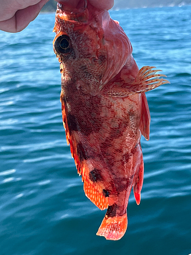 ガシラの釣果