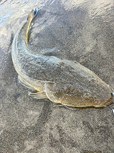 マゴチの釣果