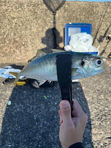 マアジの釣果