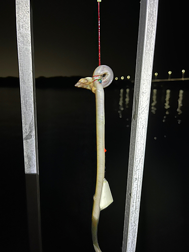 ウミヘビの釣果