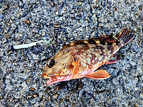 カサゴの釣果