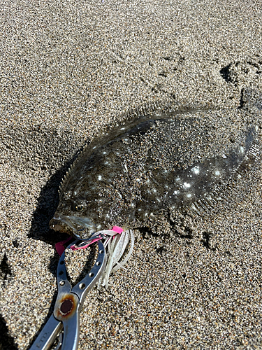 ソゲの釣果