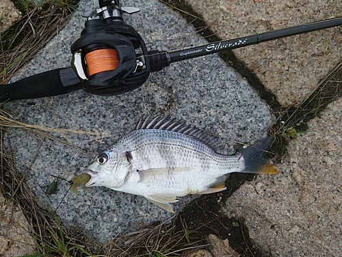 キビレの釣果