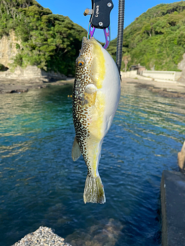 クサフグの釣果