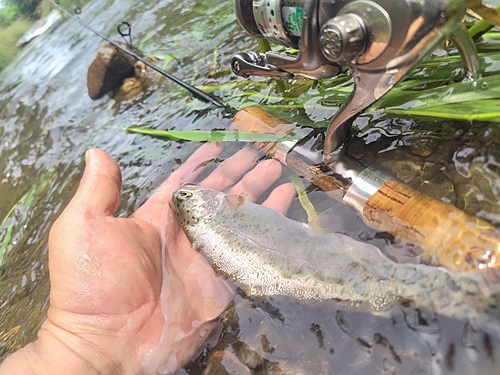 ニジマスの釣果