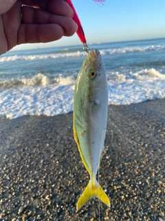 ワカシの釣果