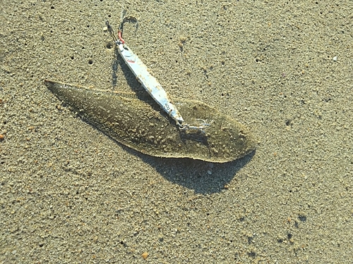 シタビラメの釣果