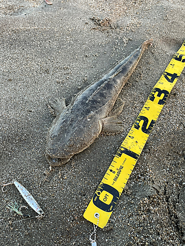 マゴチの釣果