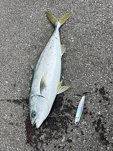 イナダの釣果