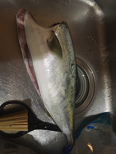 ハマチの釣果