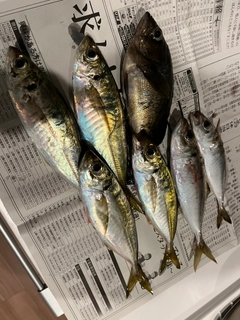 マアジの釣果