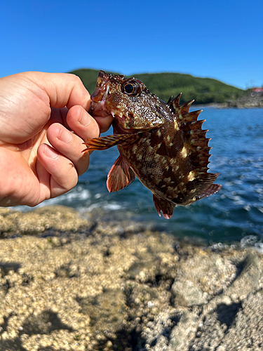 アラカブの釣果