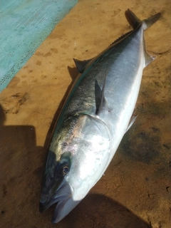 ハマチの釣果