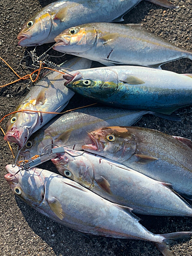 カンパチの釣果