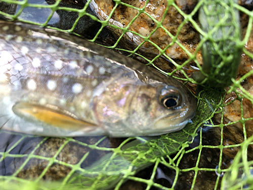 イワナの釣果