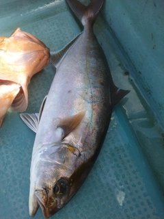 カンパチの釣果