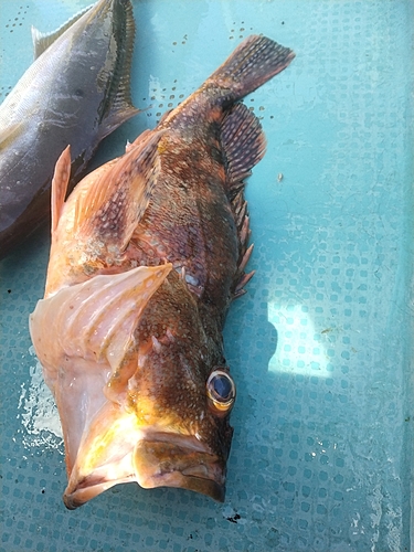 ウッカリカサゴの釣果