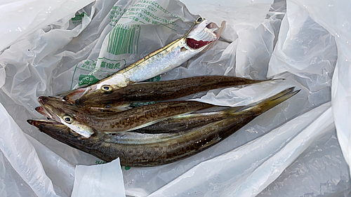 カマスの釣果