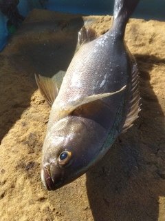 イサキの釣果