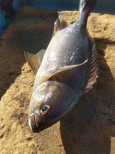 イサキの釣果