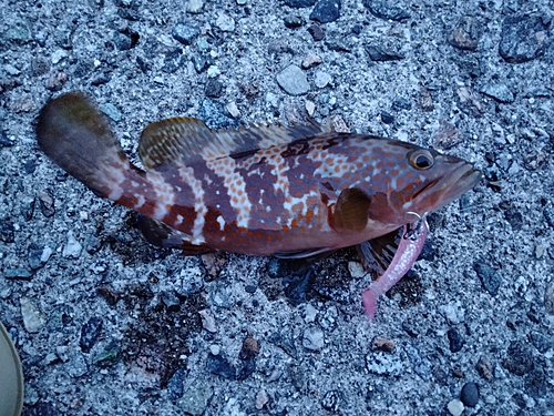 アコウの釣果