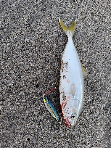 ワカシの釣果