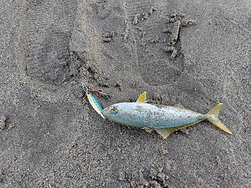 ワカシの釣果