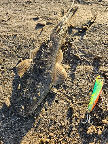 マゴチの釣果