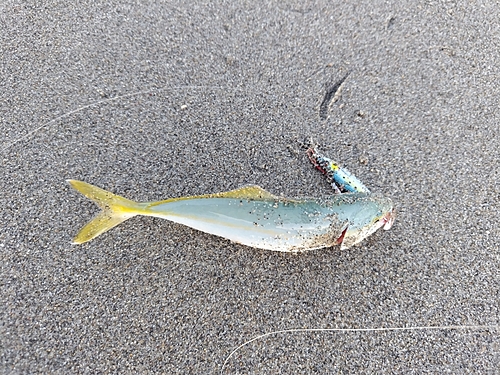 ワカシの釣果