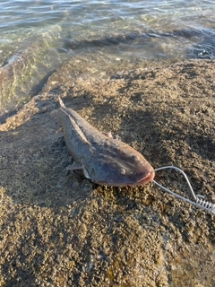 マゴチの釣果