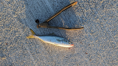 ワカナゴの釣果