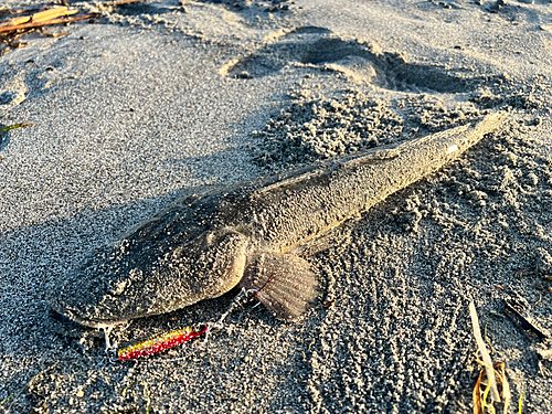 マゴチの釣果