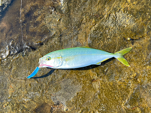 ワカシの釣果