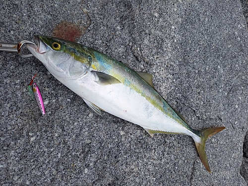 ヤズの釣果