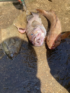 アイナメの釣果